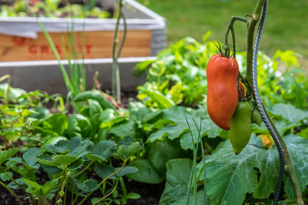 Vegetables in the garden